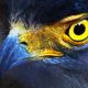Serpent-Eagle close-up face.(Spilornis cheela)